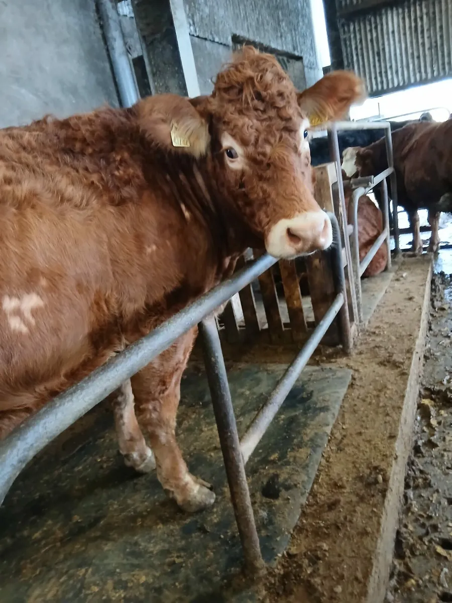 16 incalf limousin heifers - Image 2