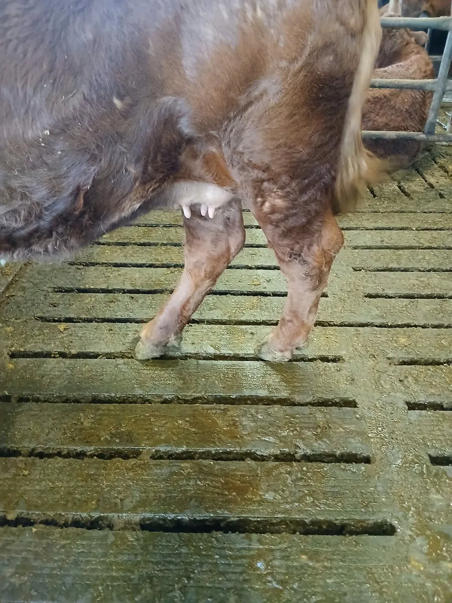 16 incalf limousin heifers - Image 3