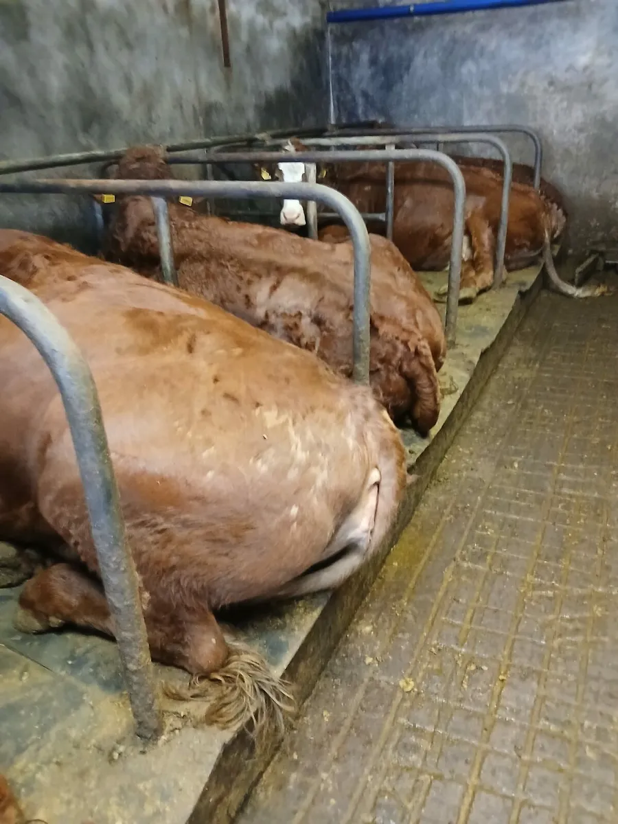 16 incalf limousin heifers - Image 1