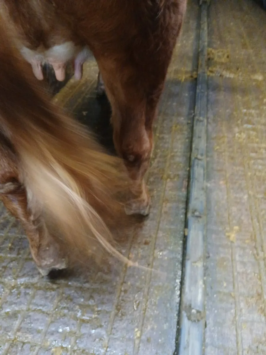 16 incalf limousin heifers - Image 4