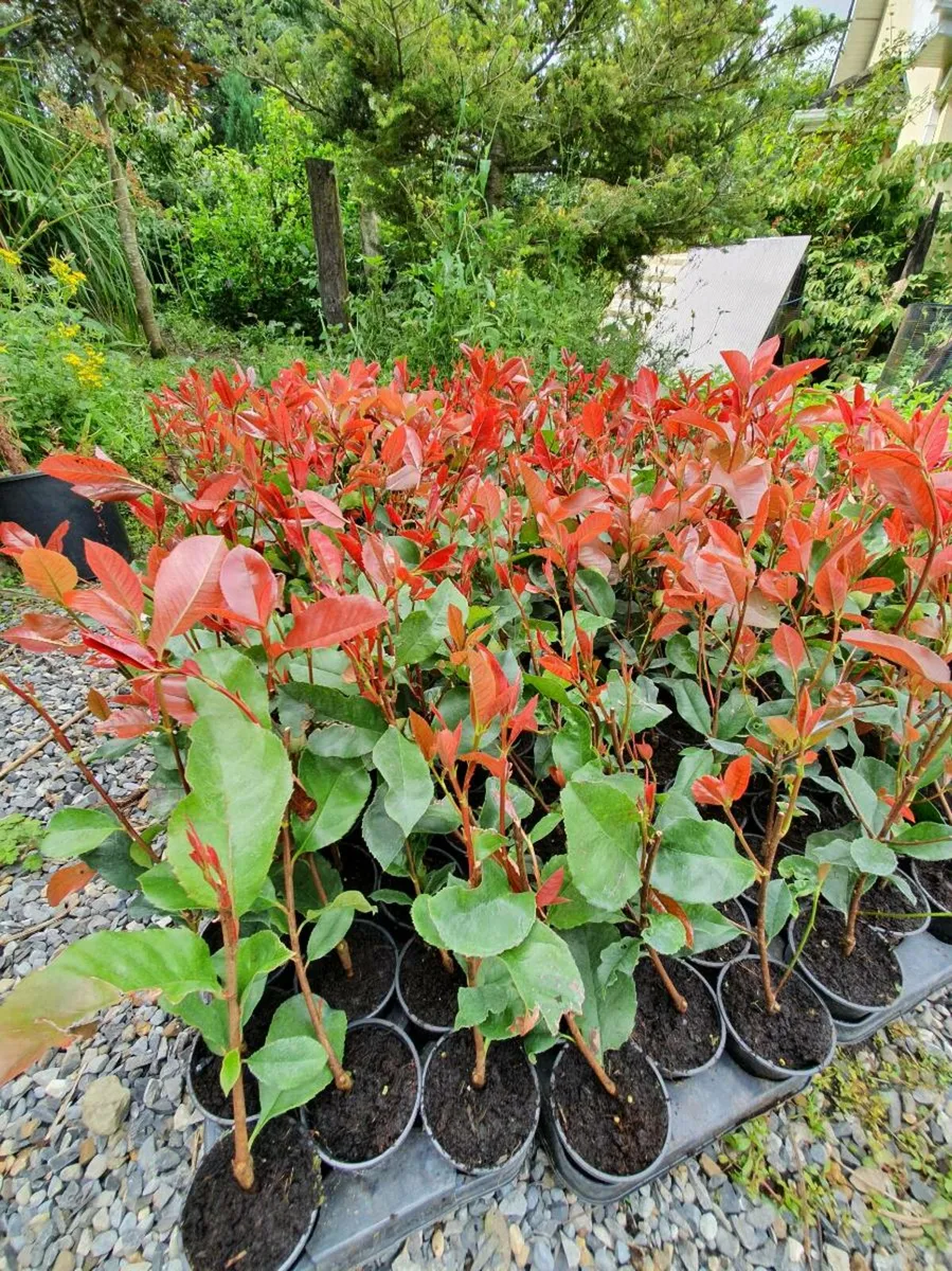 Griselina Hedging One Euro - Image 4