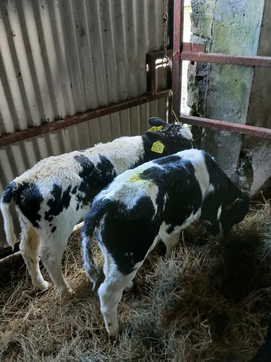 4 Belgian Blue Heifer Calves - Image 2
