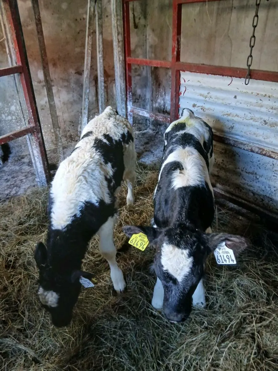 4 Belgian Blue Heifer Calves - Image 3