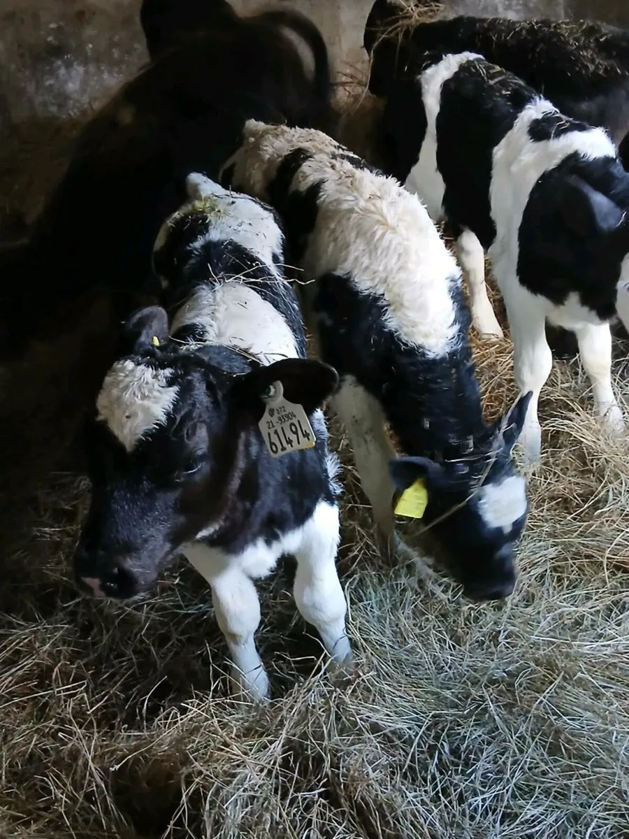 4 Belgian Blue Heifer Calves - Image 4