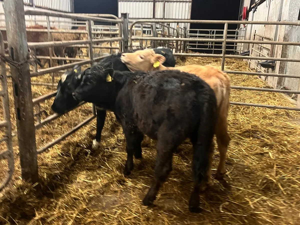 3 super continental runner heifers - Image 2