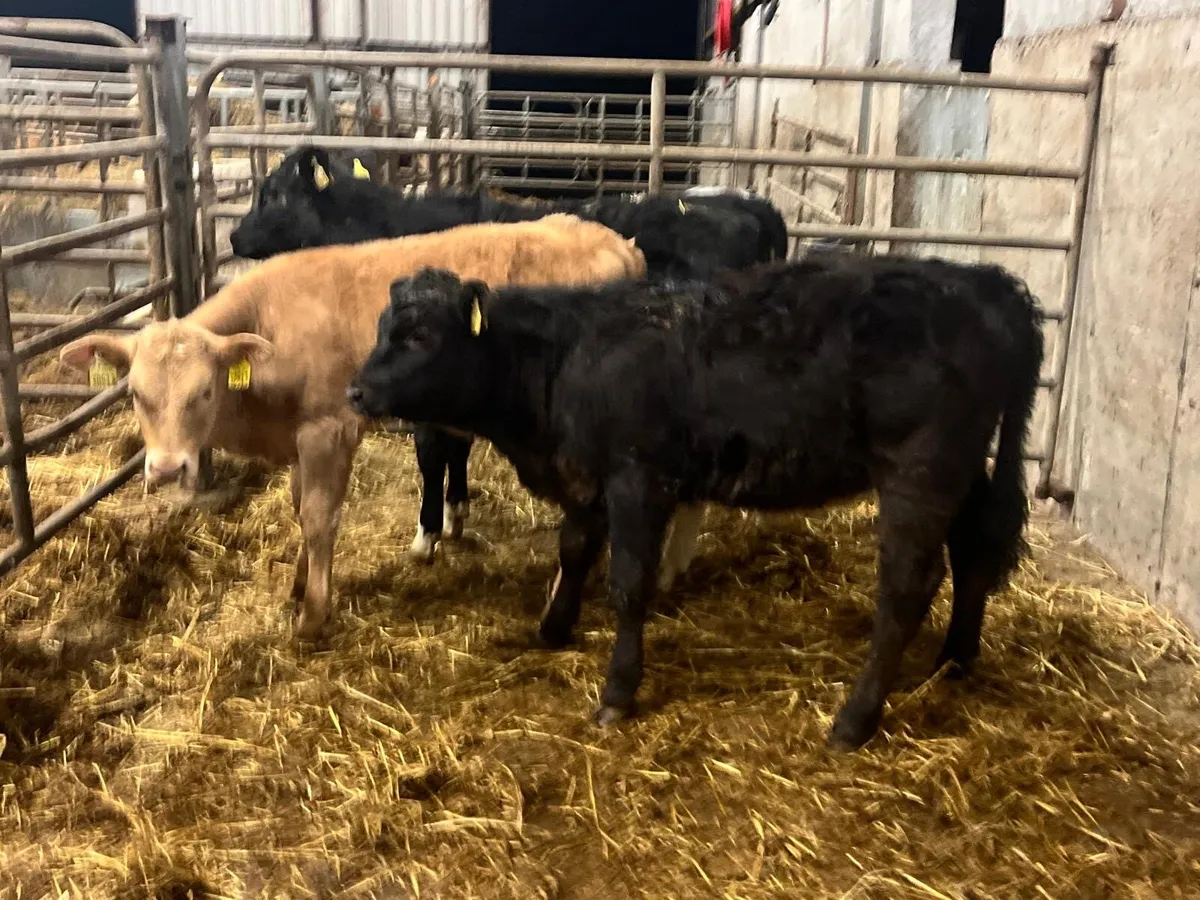 3 super continental runner heifers - Image 1