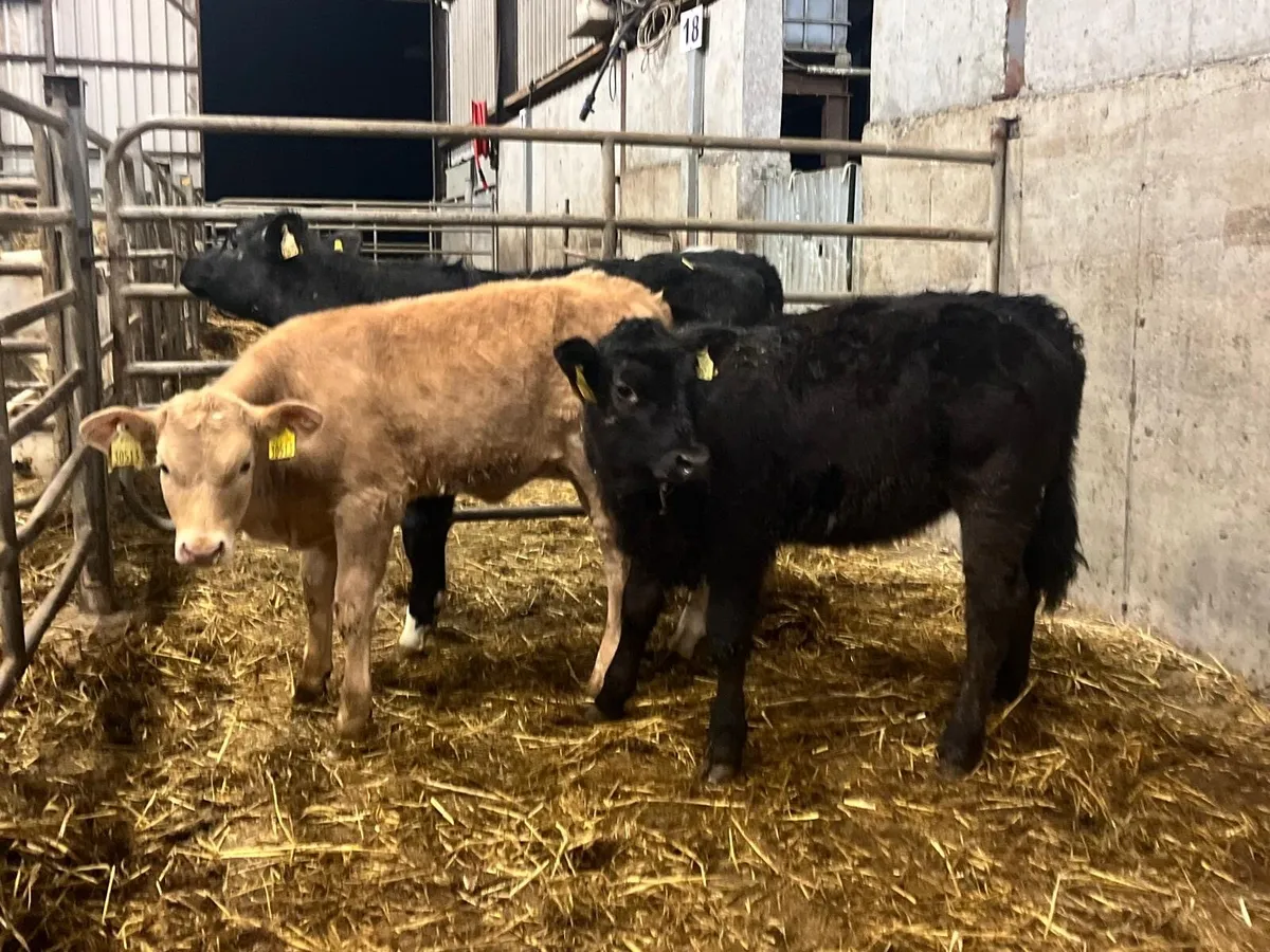 3 super continental runner heifers - Image 4