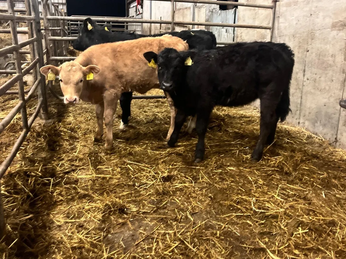 3 super continental runner heifers - Image 3