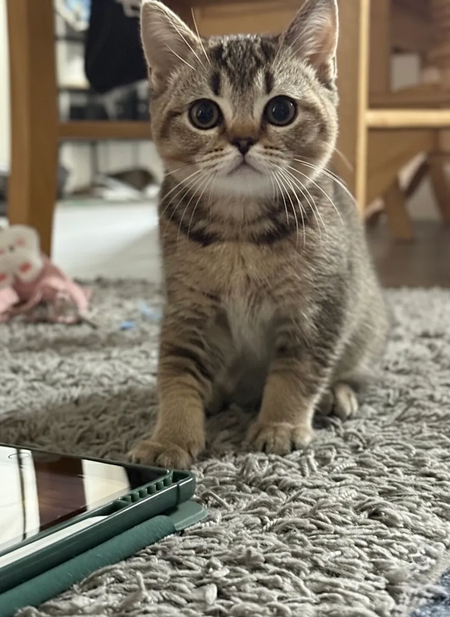 British cat female tabby - Image 1