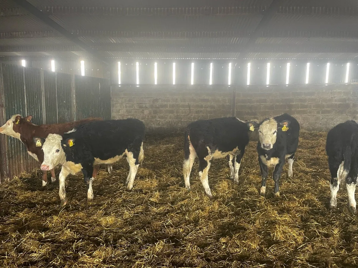 Hereford Weanlings - Image 2