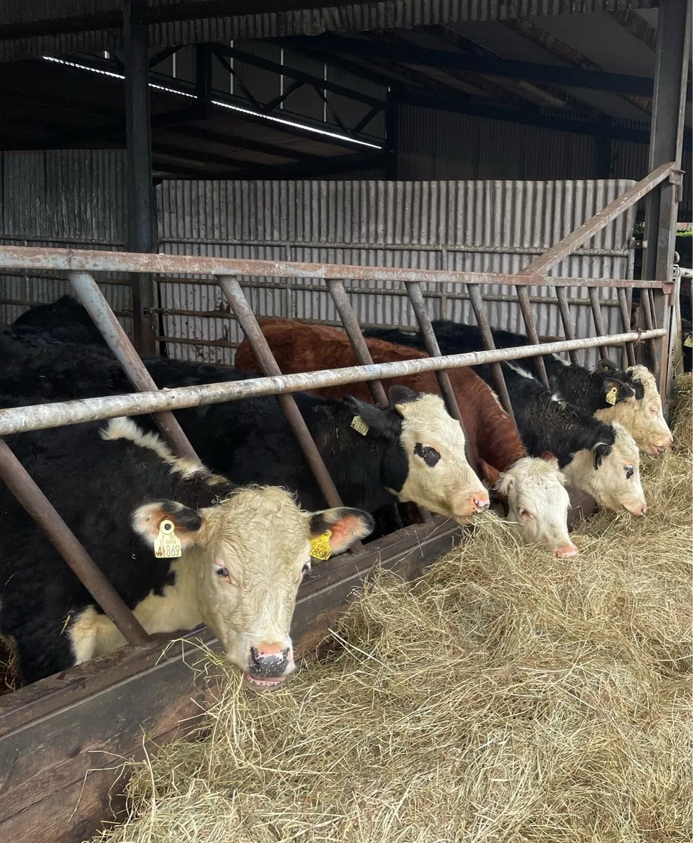 Hereford Weanlings - Image 1
