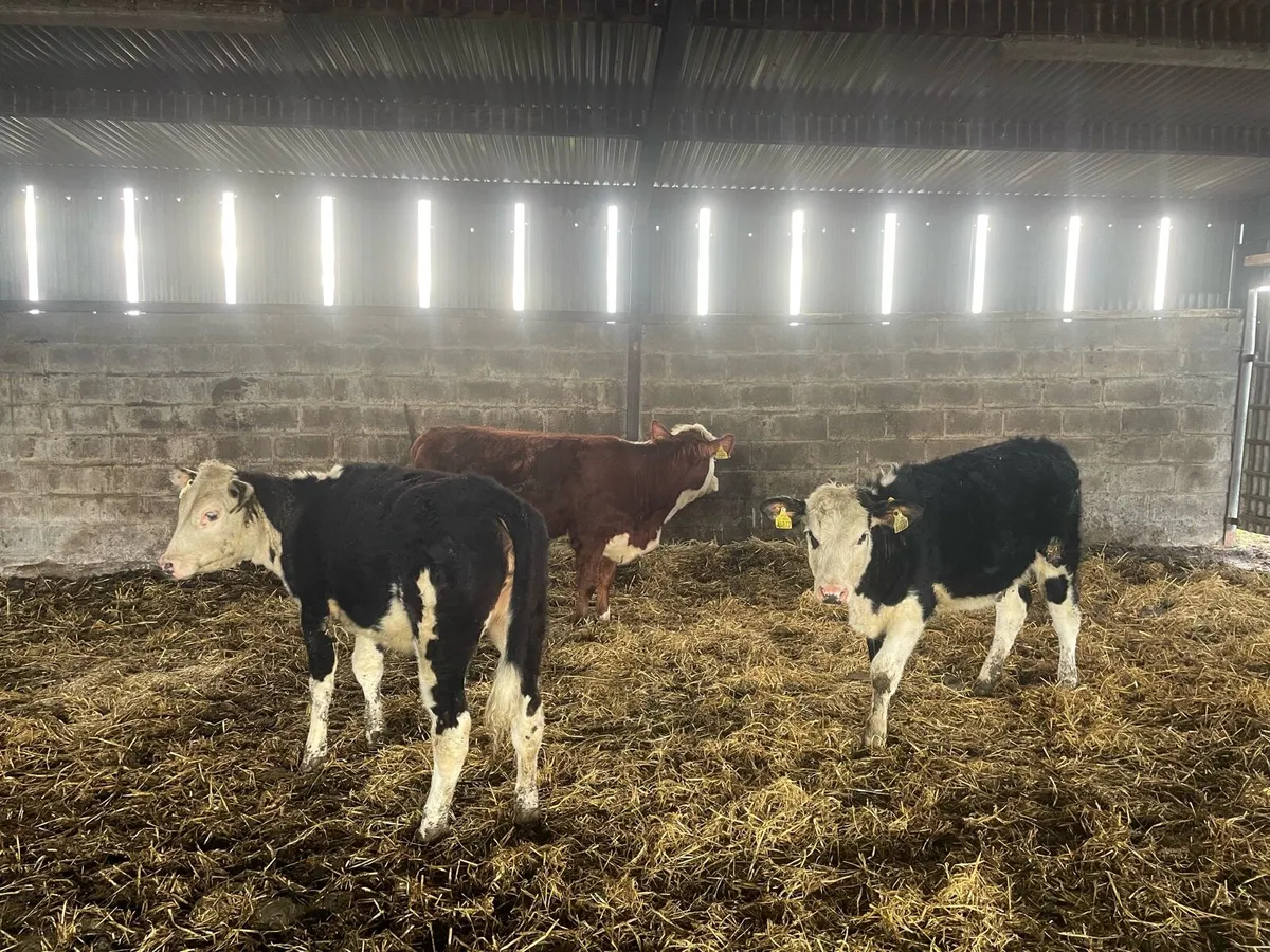 Hereford Weanlings - Image 3
