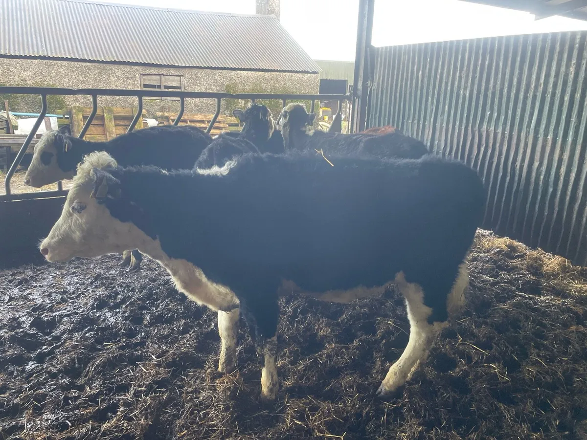 Hereford Weanlings - Image 4