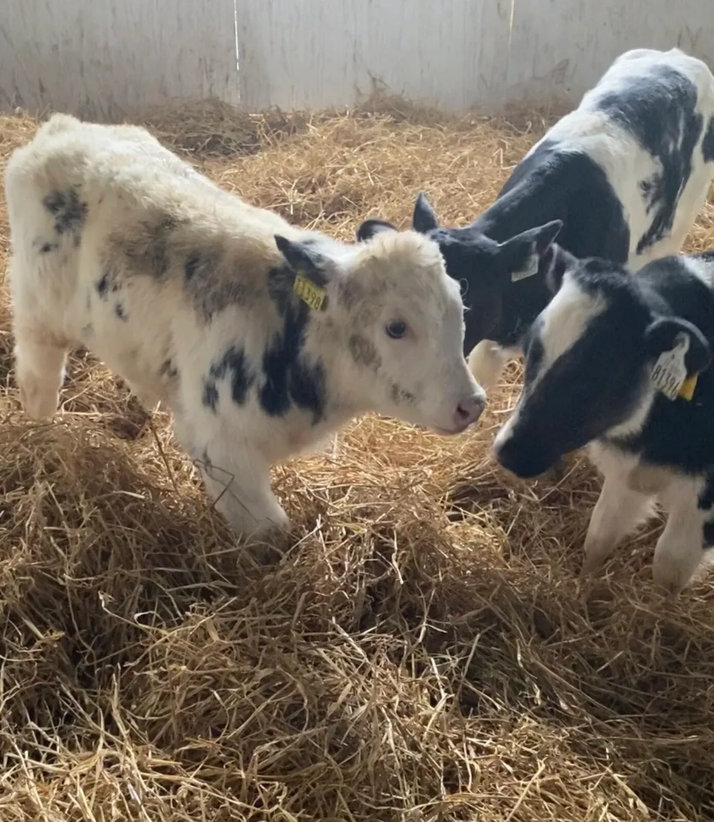 A NICE SELECTION OF TOP QUALITY AI BRED CALVES - Image 1