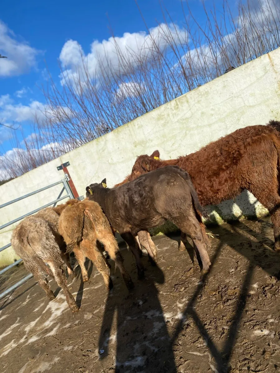 6 suckler bred  heifer weanlings - Image 1