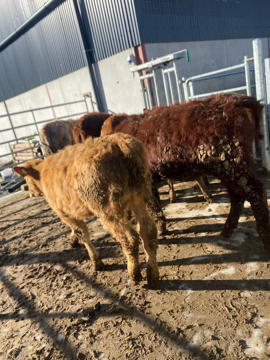 6 suckler bred  heifer weanlings - Image 2