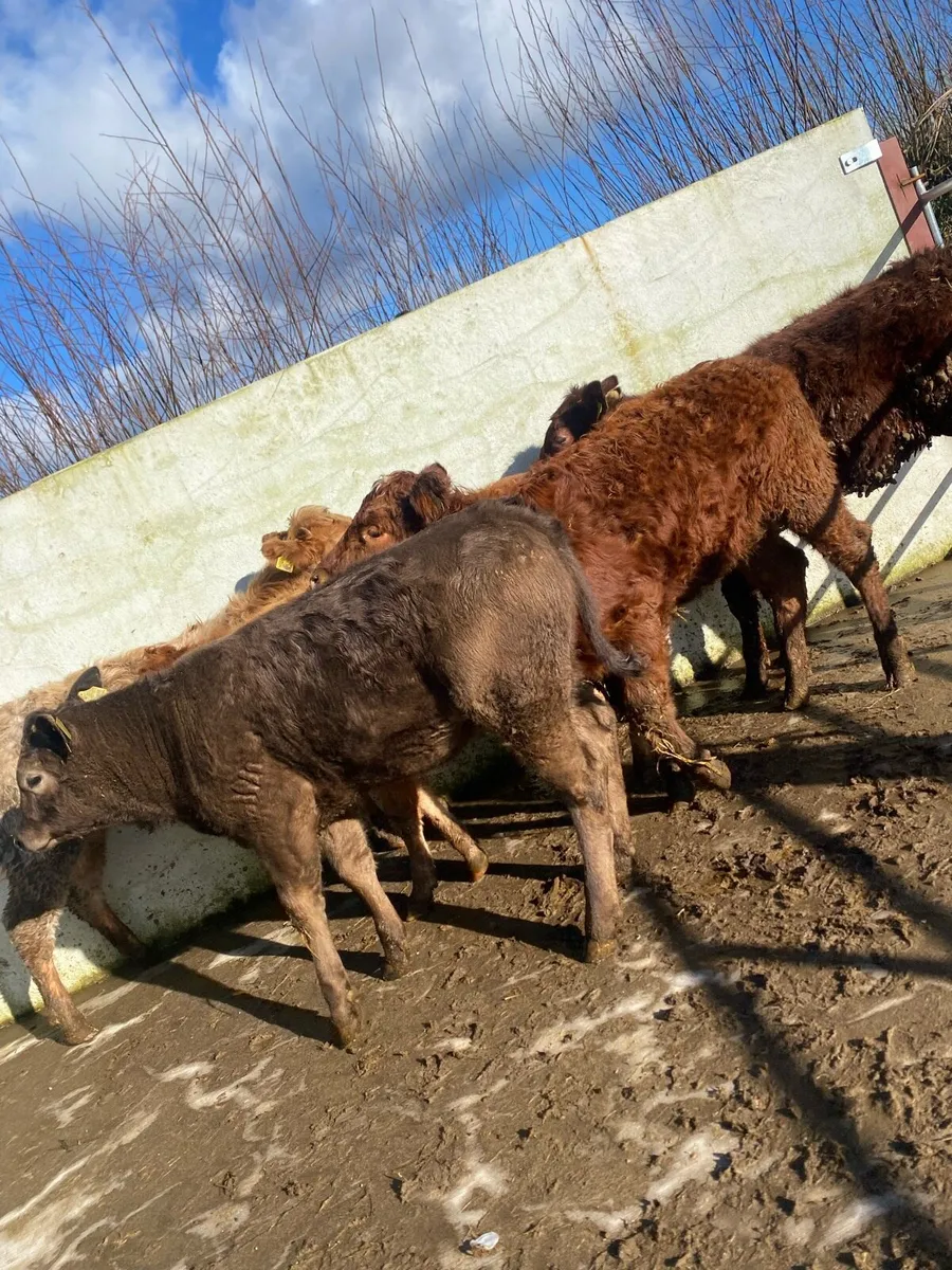 6 suckler bred  heifer weanlings - Image 3