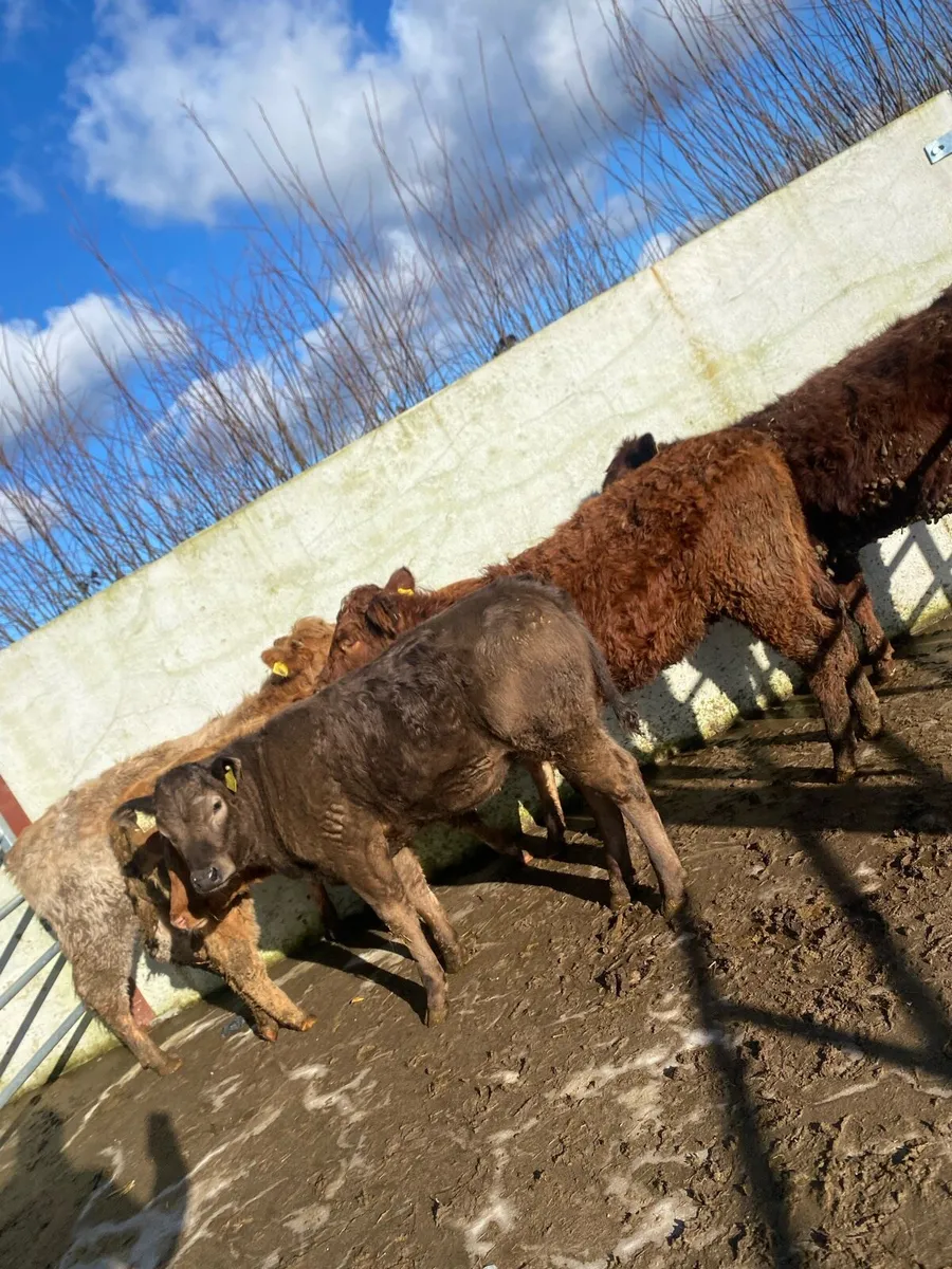 6 suckler bred  heifer weanlings - Image 4