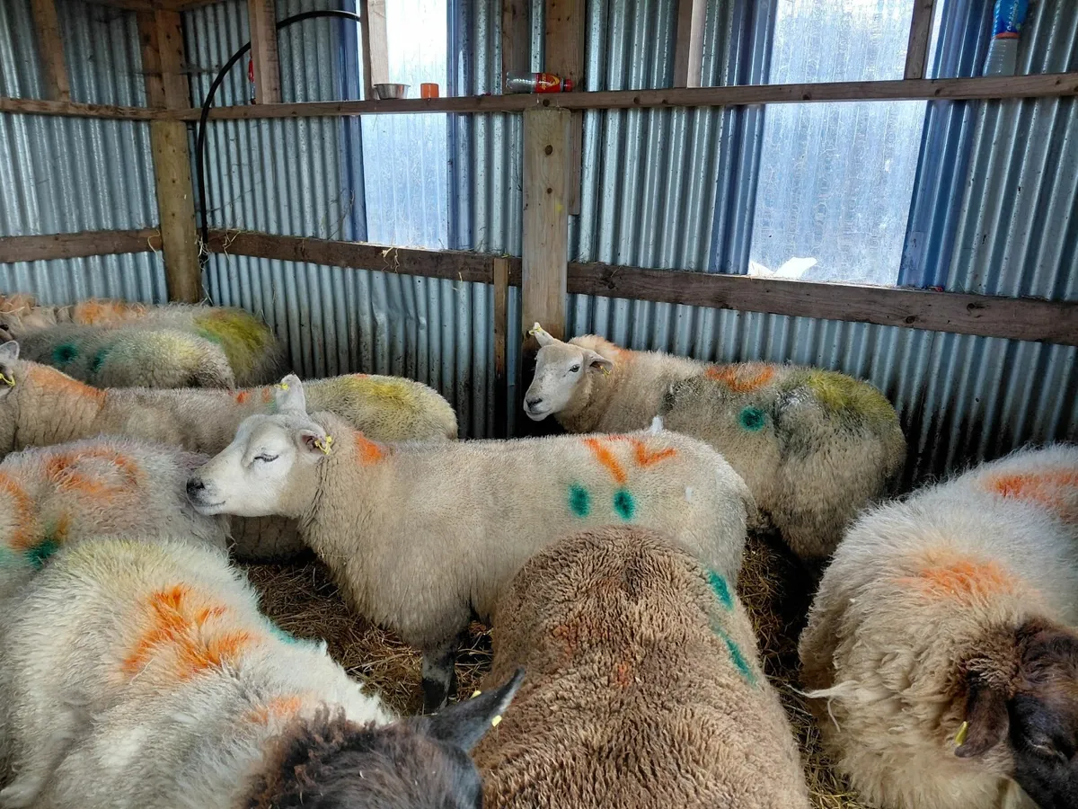 Ewes in Lamb recently scanned - Image 2