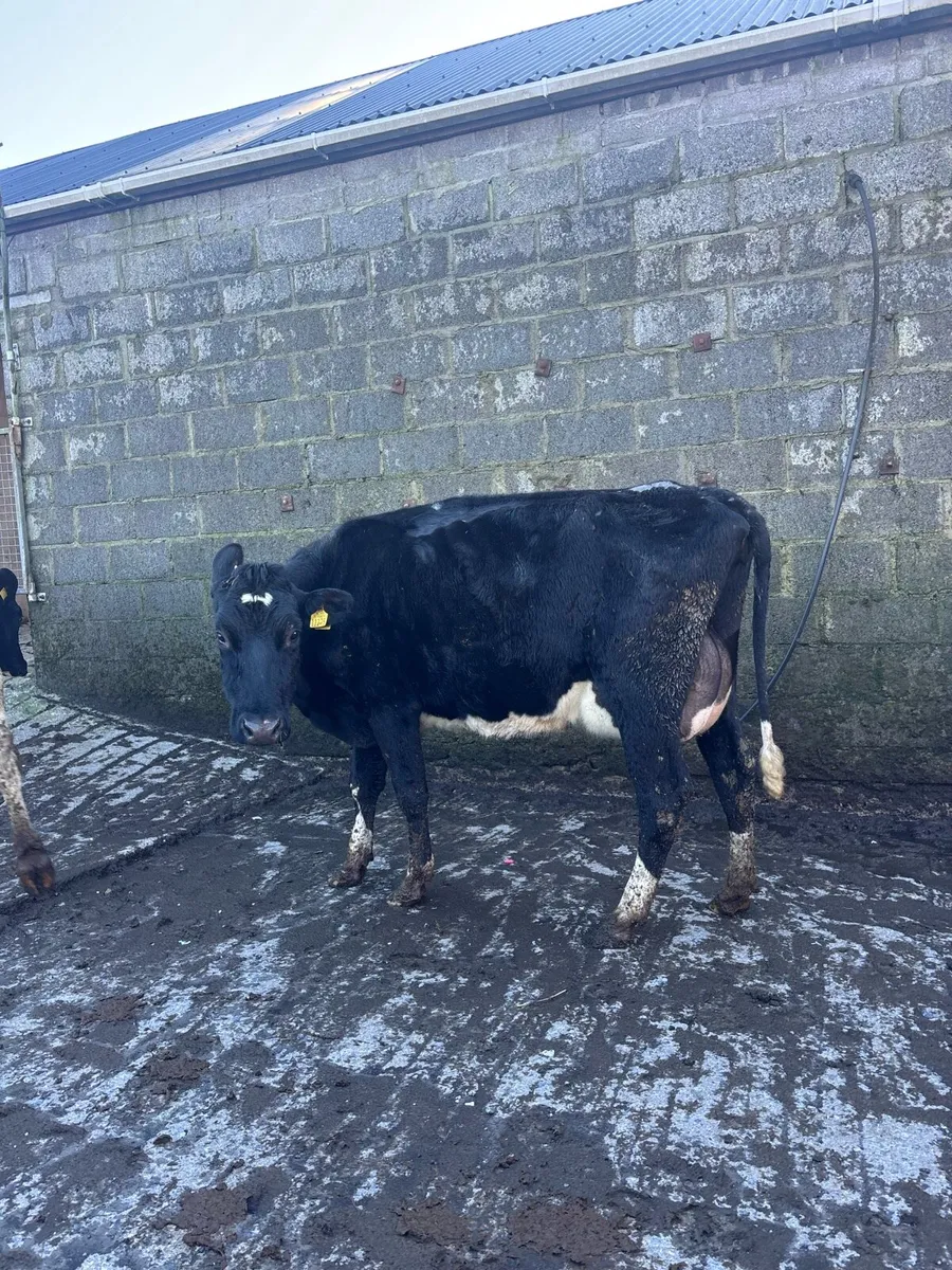 Calved/ Incalf cows and heifers - Image 3