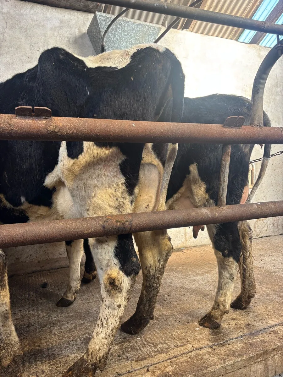 Calved/ Incalf cows and heifers - Image 1