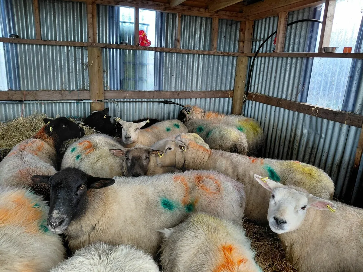 Ewes in Lamb recently scanned - Image 3