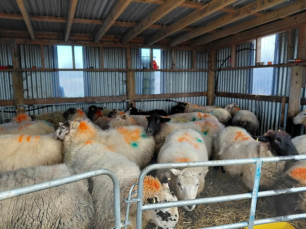 Ewes in Lamb recently scanned - Image 4