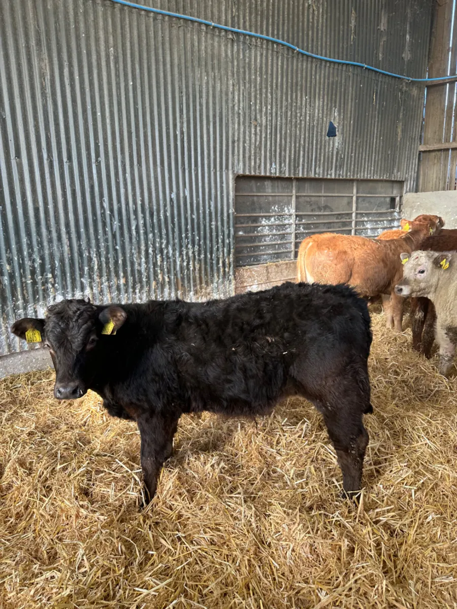 Lim and Charolais bulls - Image 3