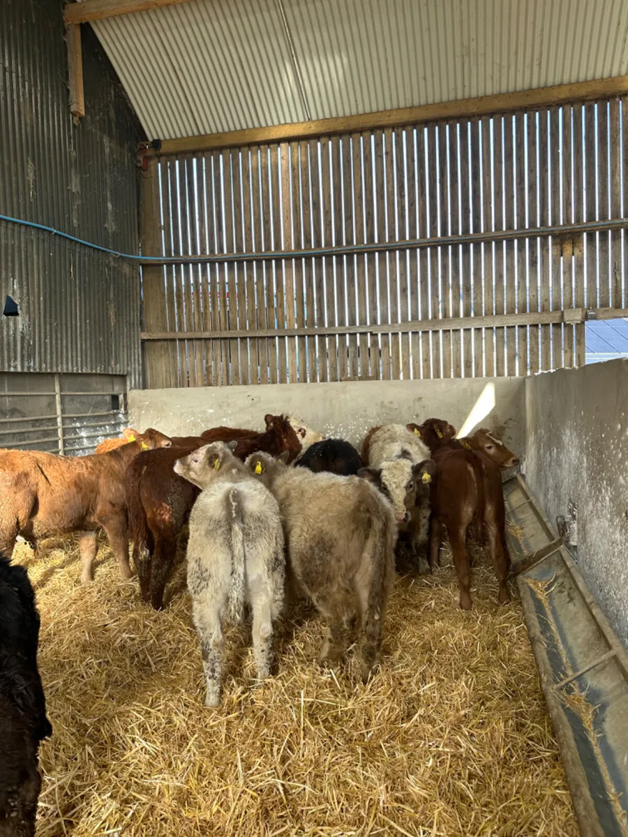 Lim and Charolais bulls - Image 2