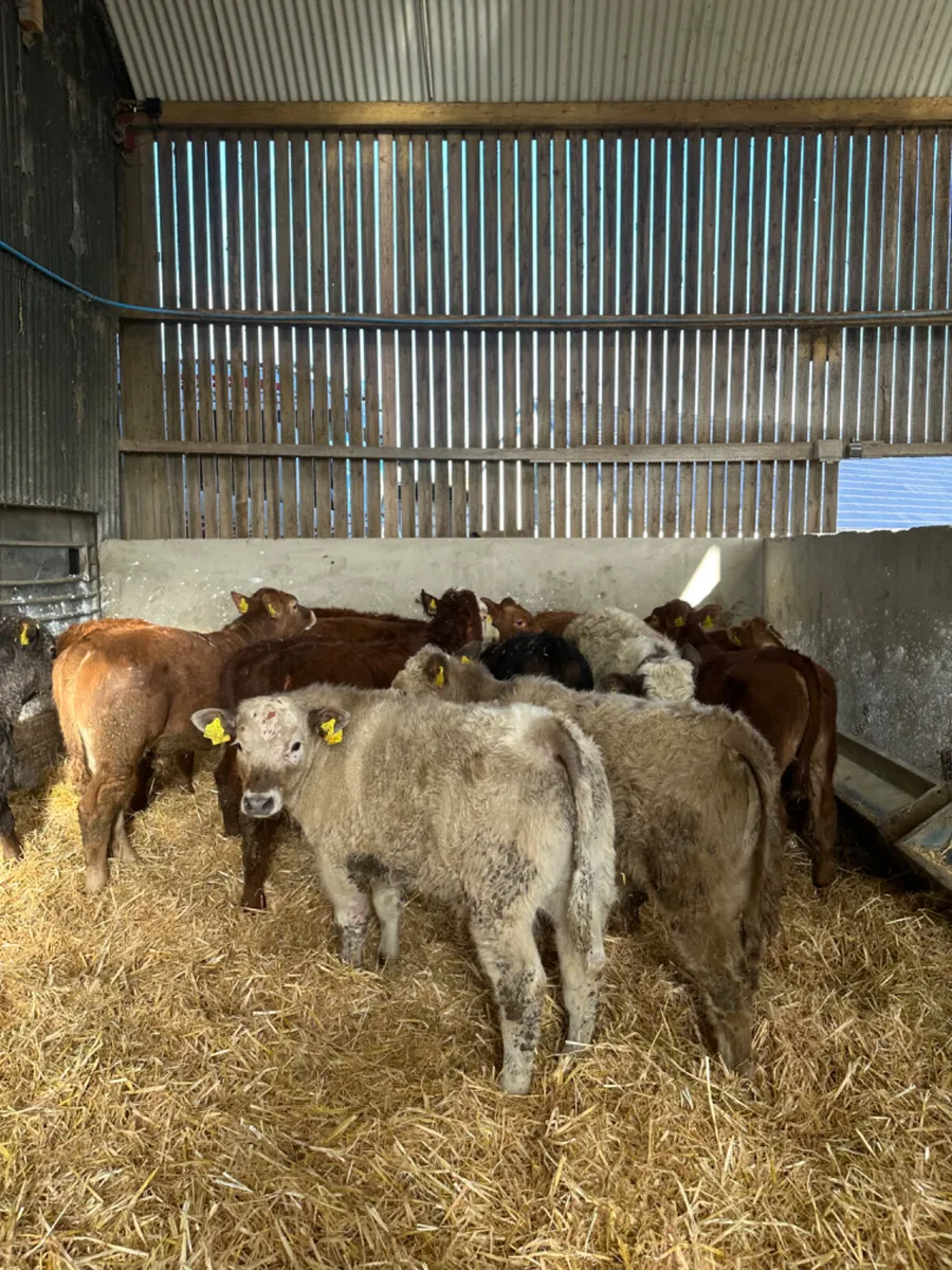 Lim and Charolais bulls - Image 1