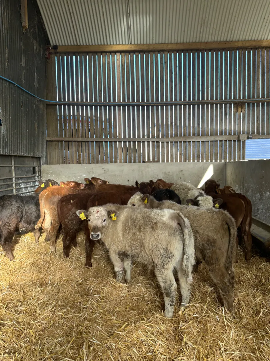 Lim and Charolais bulls - Image 4