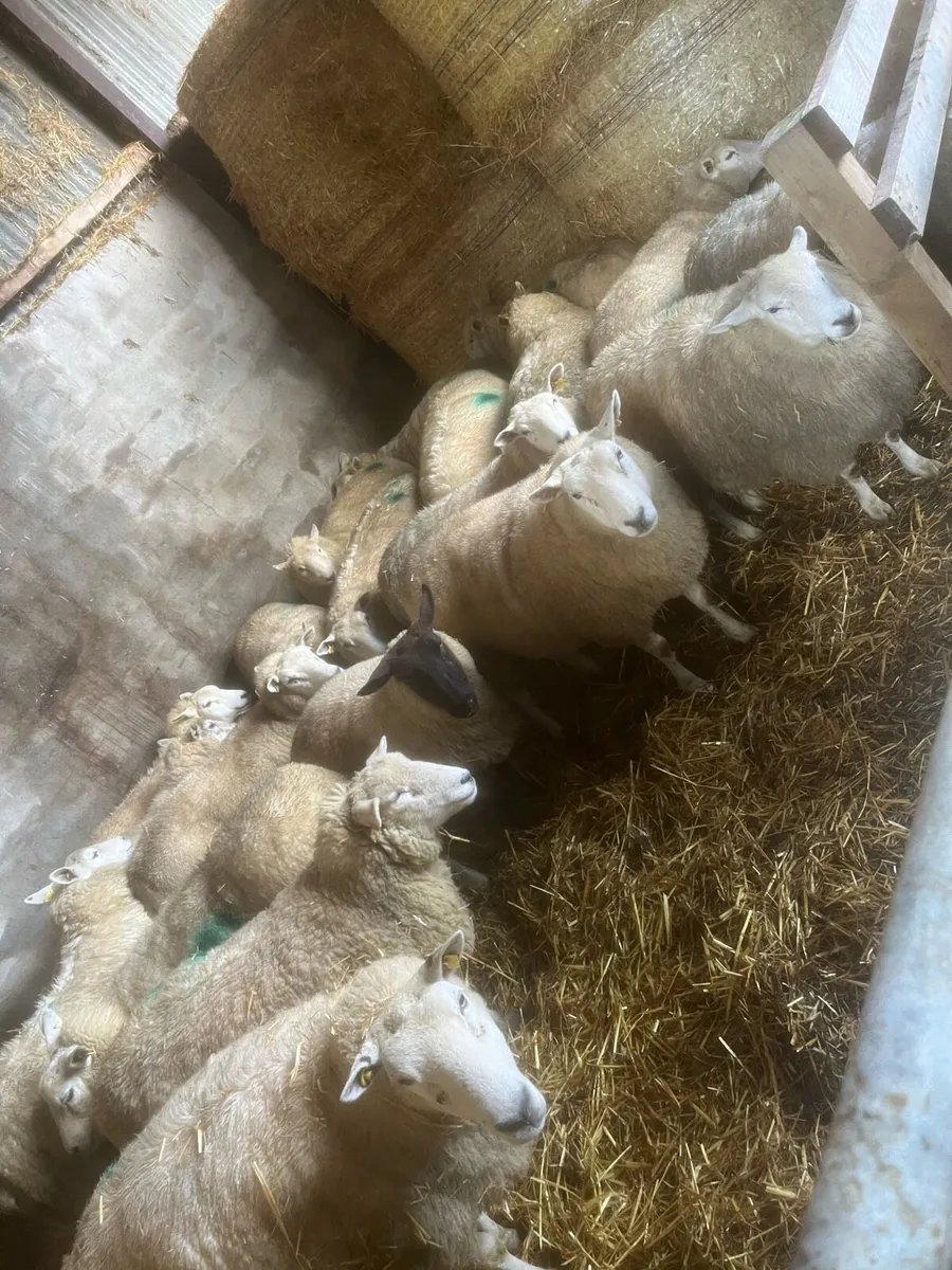 21 carrying 34 - Image 2