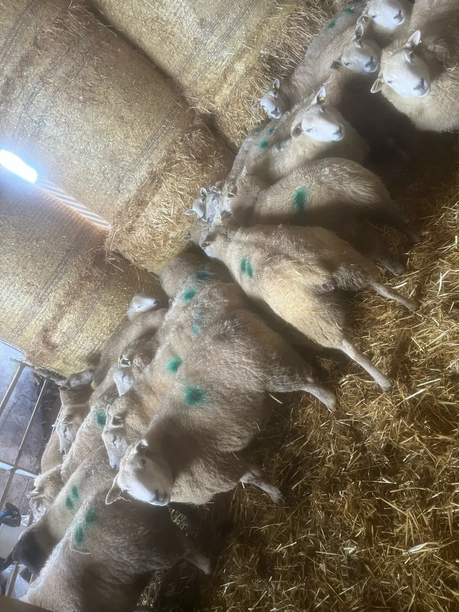 21 carrying 34 - Image 3