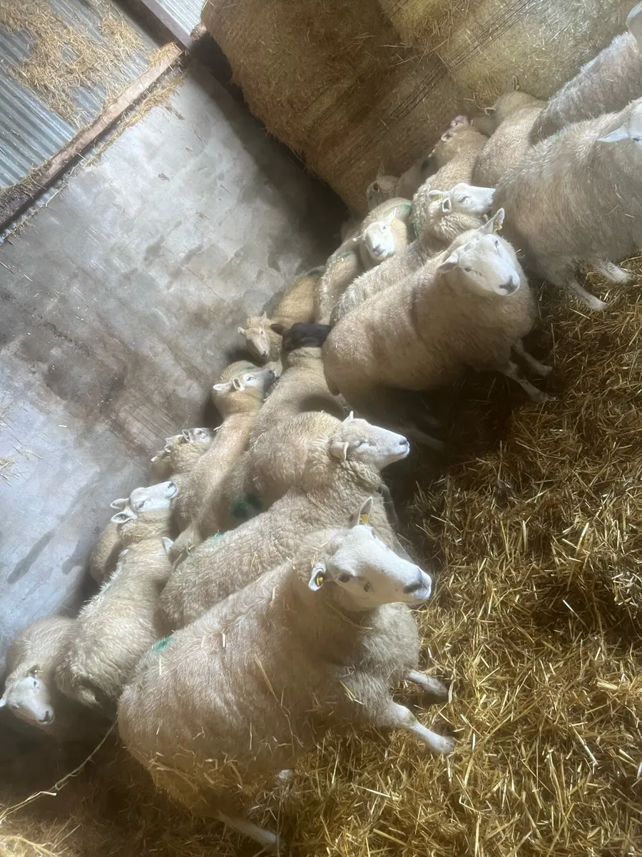 21 carrying 34 - Image 4