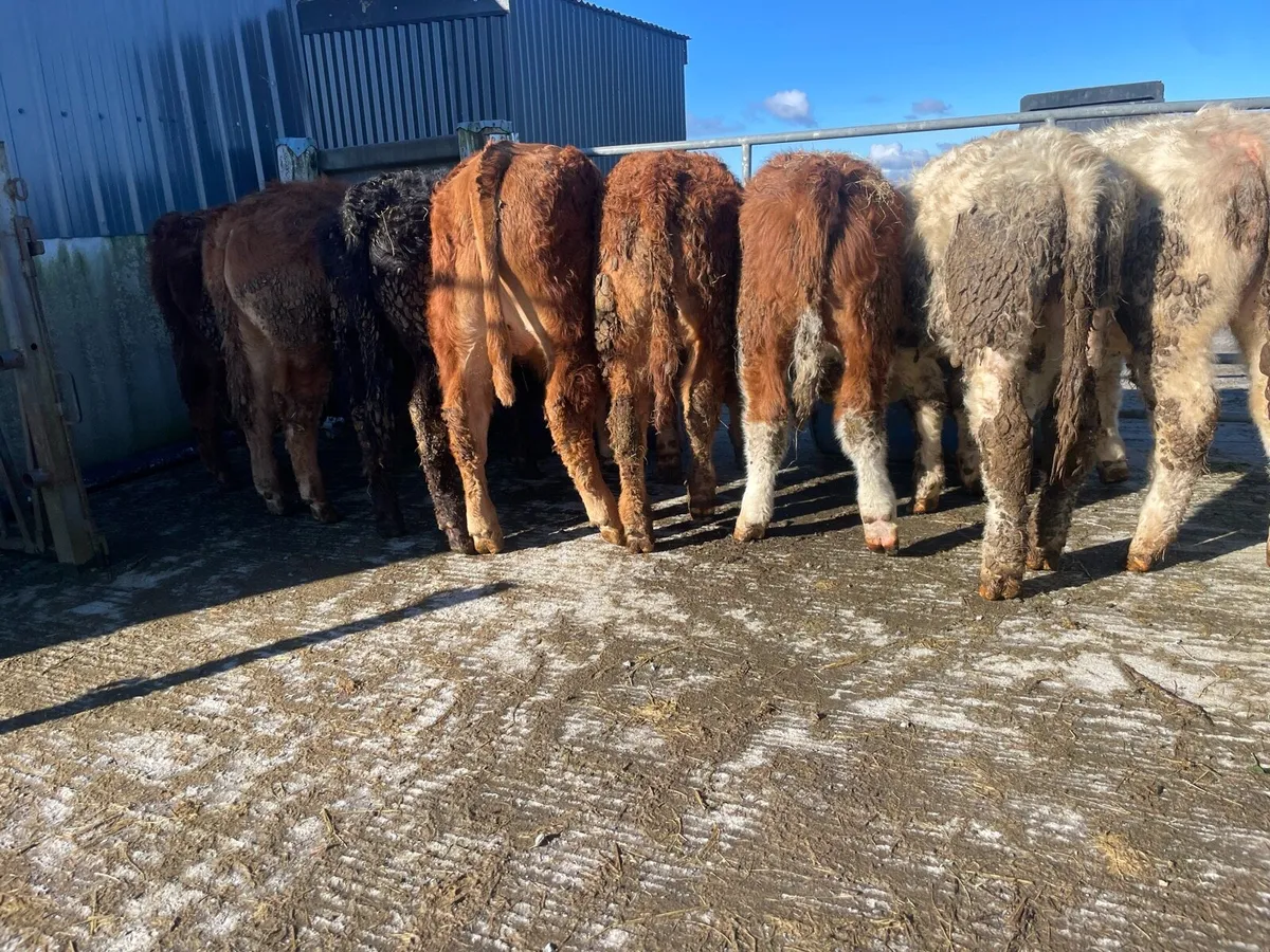 Eight Bullocks - Image 1