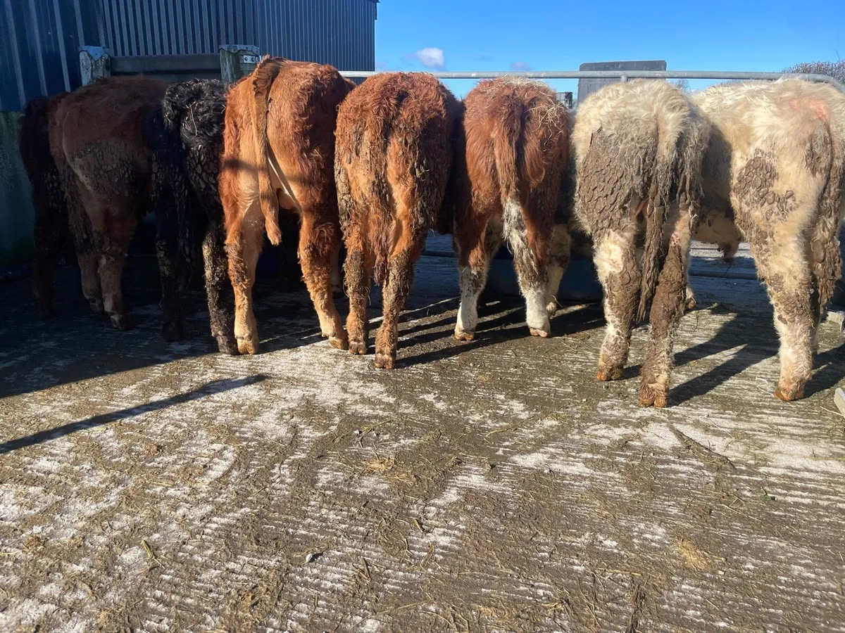 Eight Bullocks - Image 4