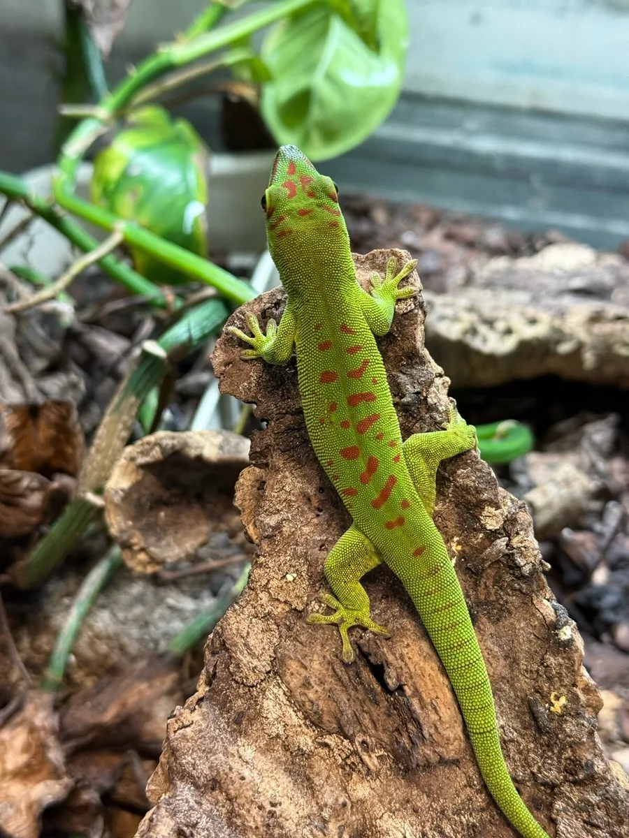 Giant day gecko pair / knob tailed gecko - Image 2