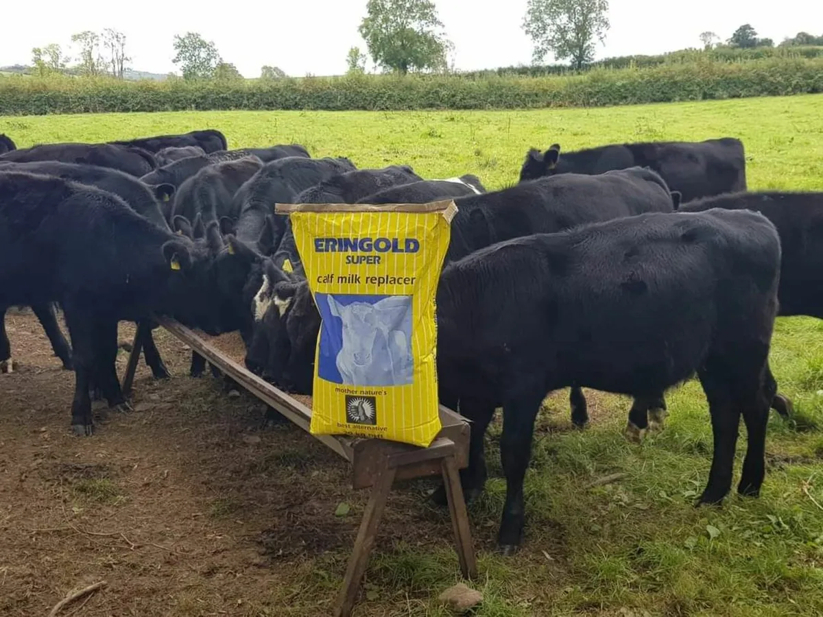 Eringold Calf Milk Replacers - Image 3