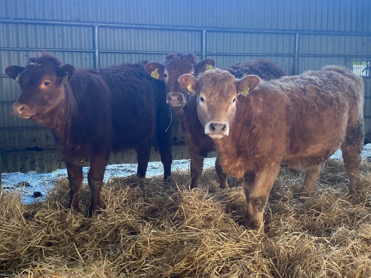 3 Super Heifer Weanlings - Image 1