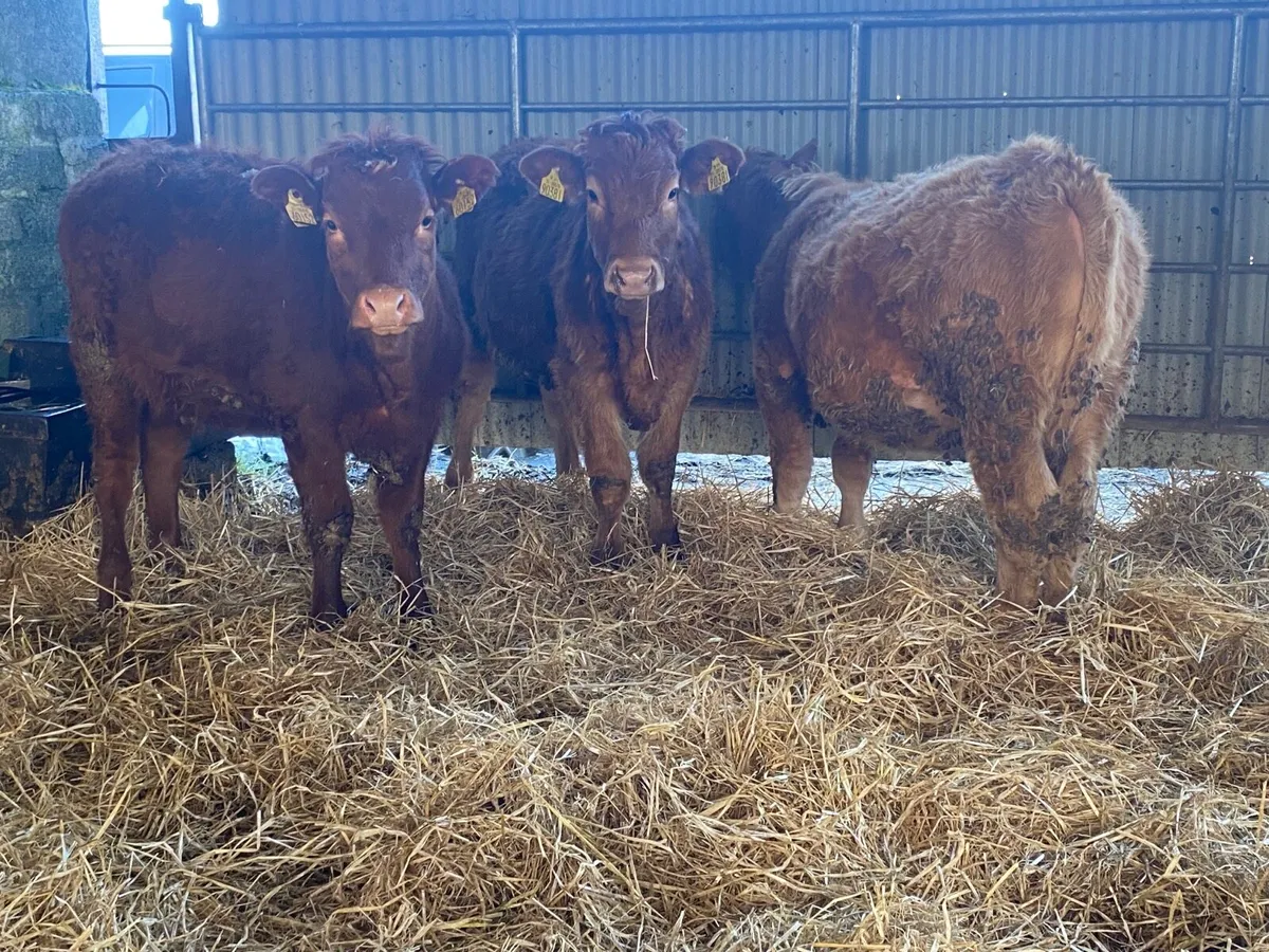 3 Super Heifer Weanlings - Image 4