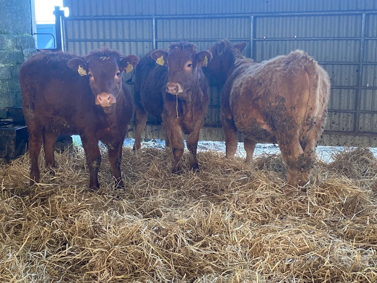 3 Super Heifer Weanlings - Image 3