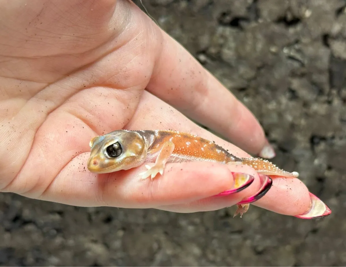 Giant day gecko pair / knob tailed gecko - Image 3