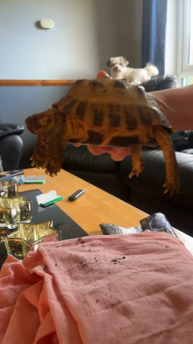 Tortoise - Image 3