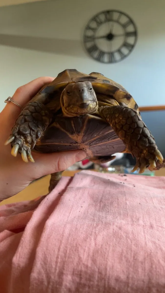 Tortoise - Image 4