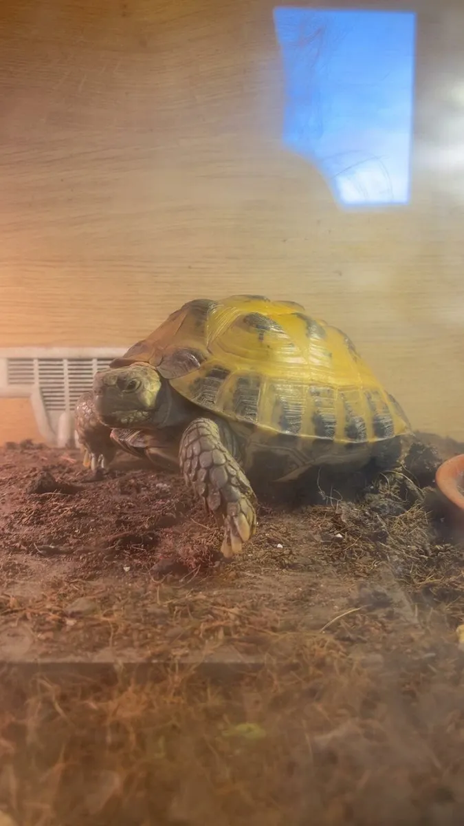 Tortoise - Image 1