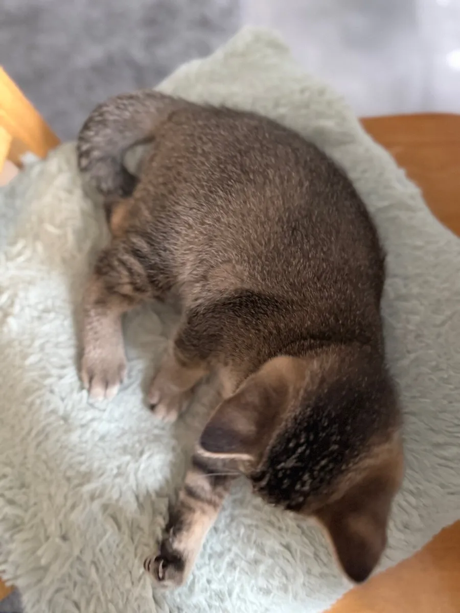 British cat female tabby - Image 4