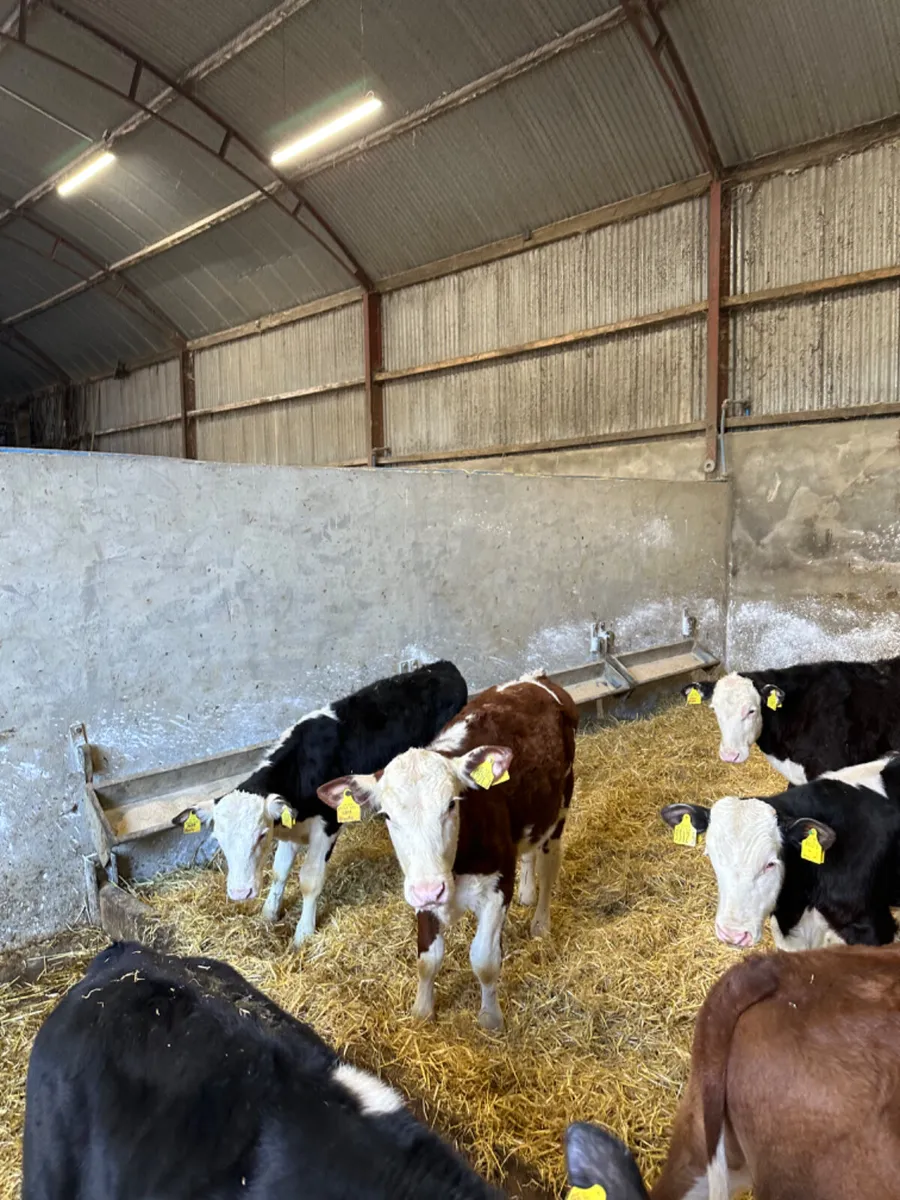 Hereford bulls - Image 3