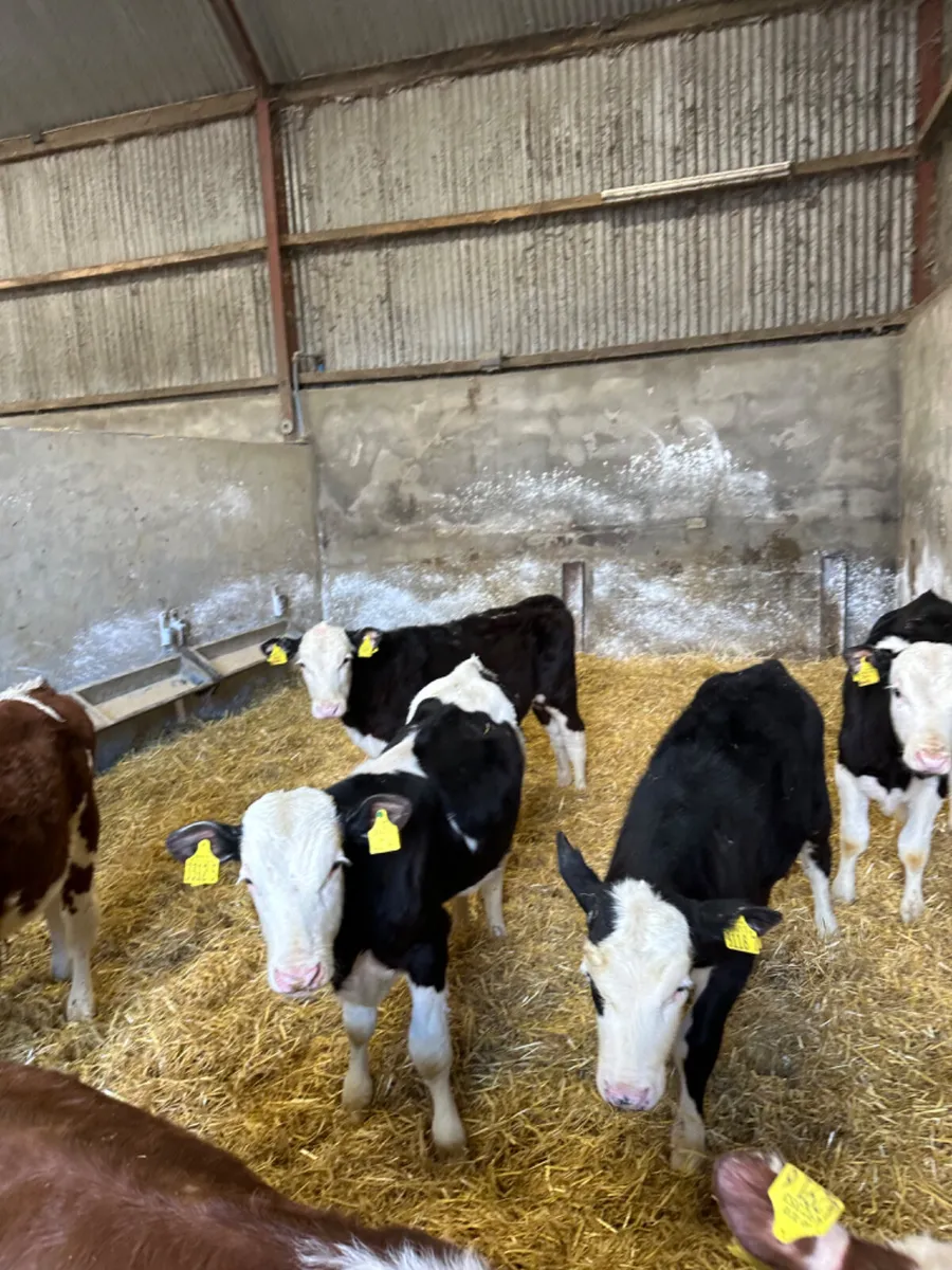 Hereford bulls - Image 1