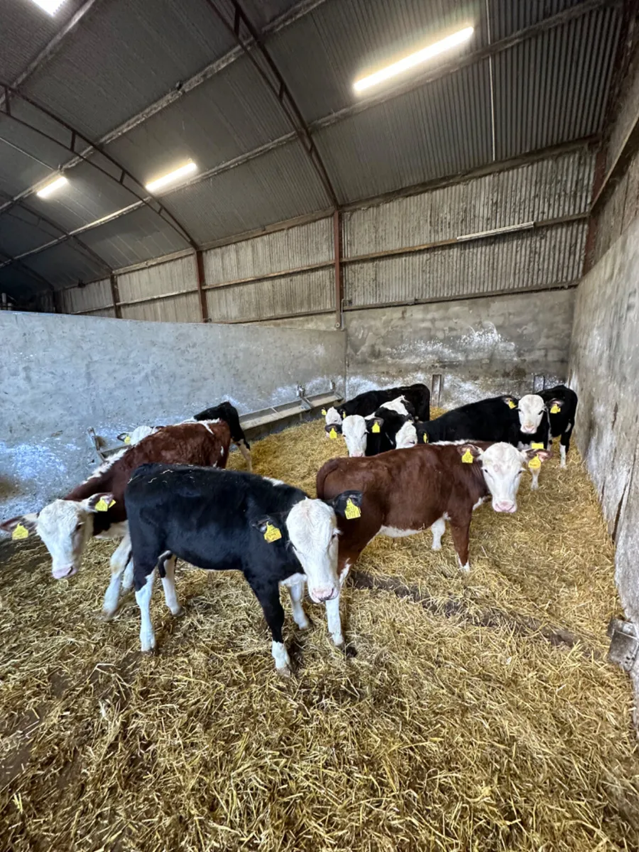 Hereford bulls - Image 4