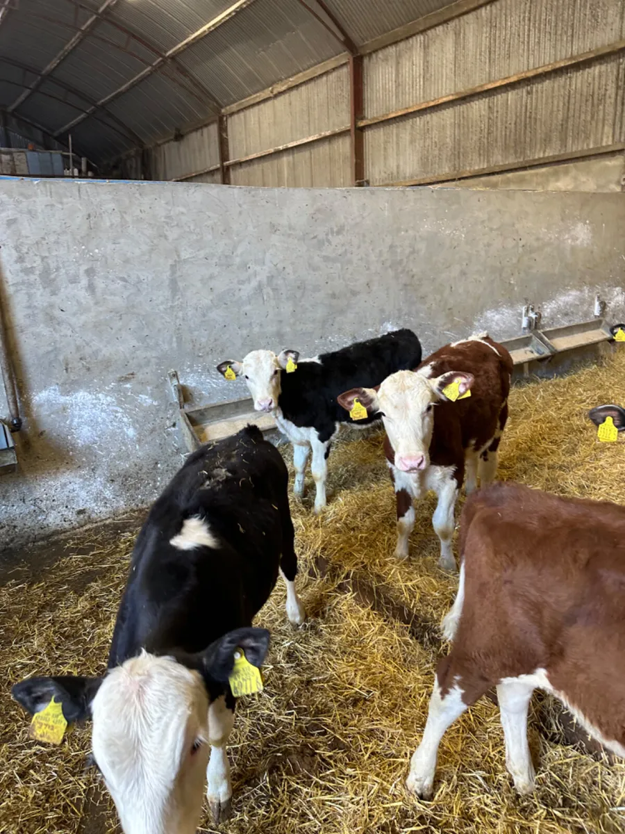 Hereford bulls - Image 2